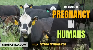 Can Cows Detect Pregnancy in Humans? The Surprising Connection Explored