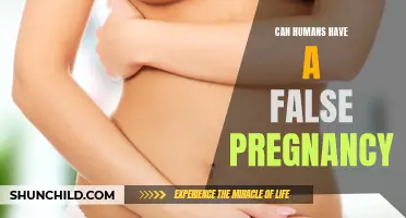 Understanding the Phenomenon: Can Humans Experience False Pregnancies?