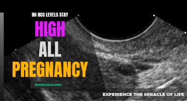 Understanding HCG Levels: Do They Remain High Throughout Pregnancy?
