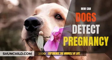 The Incredible Ability of Dogs to Detect Pregnancy