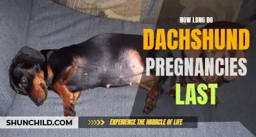 Understanding the Duration of Dachshund Pregnancies