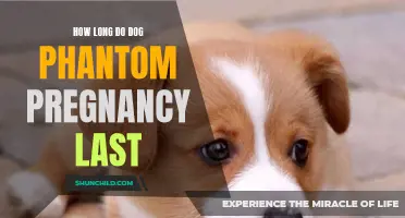 Understanding the Duration of Dog Phantom Pregnancy