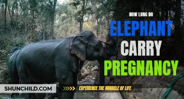 The Amazing Gestational Period of Elephants: How Long Do They Carry Their Pregnancy?