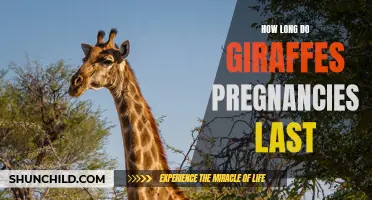 The Fascinating Duration of Giraffe Pregnancies: A Closer Look