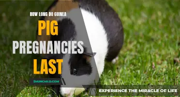 The Duration of Guinea Pig Pregnancies: A Comprehensive Guide