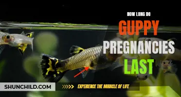 The Duration of Guppy Pregnancies: What You Need to Know
