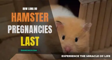Understanding the Duration of Hamster Pregnancies: A Comprehensive Guide