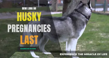 The Duration of Husky Pregnancies: What to Expect