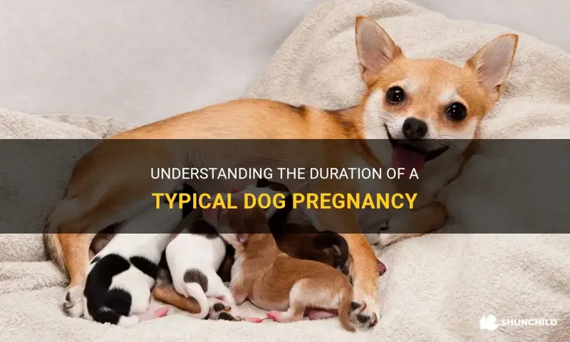 how long is a normal dog pregnancy