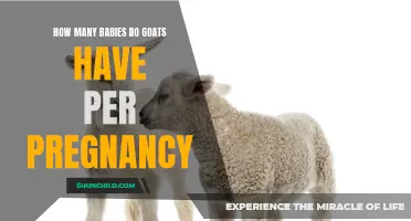 The Fascinating Reproductive Cycle of Goats: How Many Babies Do They Have Per Pregnancy?