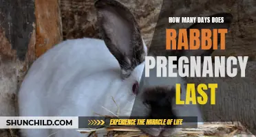 The Duration of Rabbit Pregnancy: A Closer Look at the Gestation Period