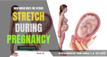 The Incredible Stretch: Discovering How Much the Uterus Expands During Pregnancy