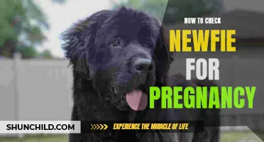 Tips for Checking a Newfie for Pregnancy: A Comprehensive Guide