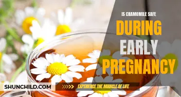 Chamomile Comforts: Exploring Its Safety for Early Pregnancy