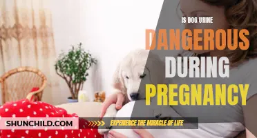 The Potential Dangers of Dog Urine During Pregnancy