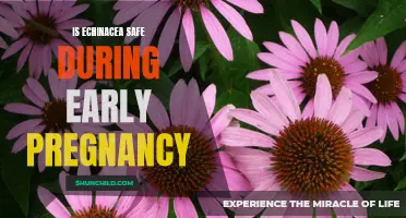 Echinacea in Early Pregnancy: Exploring the Safety Debate