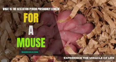 The Gestation Period: Understanding the Pregnancy Length of a Mouse