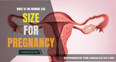 Understanding the Average Egg Size for Pregnancy