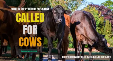 Understanding the Gestation Period: What is the Pregnancy Period for Cows?