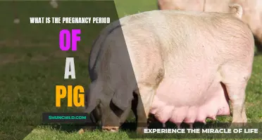 Understanding the Pregnancy Period of a Pig: A Comprehensive Guide