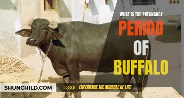 Understanding the Pregnancy Period of Buffalo: Everything You Need to Know
