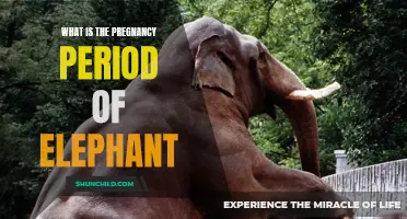 Understanding the Length of Elephant Pregnancy: A Fascinating Journey