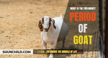 Understanding the Gestation Period of Goats: How Long Do They Carry Their Young?