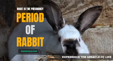Understanding the Gestation Period of Rabbits: A Detailed Guide