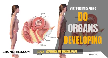The Stages of Pregnancy: Organ Development During Each Trimester