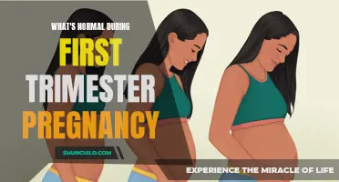 Understanding the Changes and Symptoms of First Trimester Pregnancy