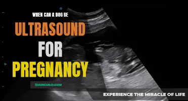 Dogs and Pregnancy: When is the Right Time for an Ultrasound?