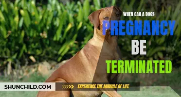 When Should a Dog's Pregnancy be Terminated?