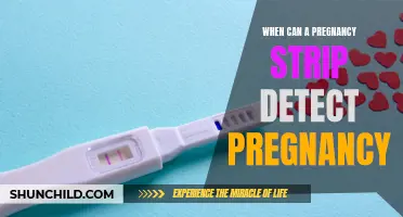 Understanding How a Pregnancy Strip Detects Pregnancy