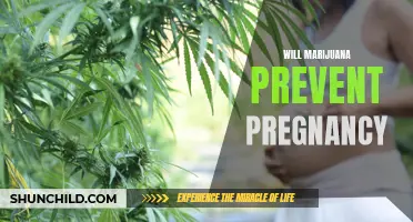 Can Marijuana Prevent Pregnancy?