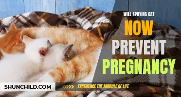 Can Spaying Your Cat Today Prevent Future Pregnancies?